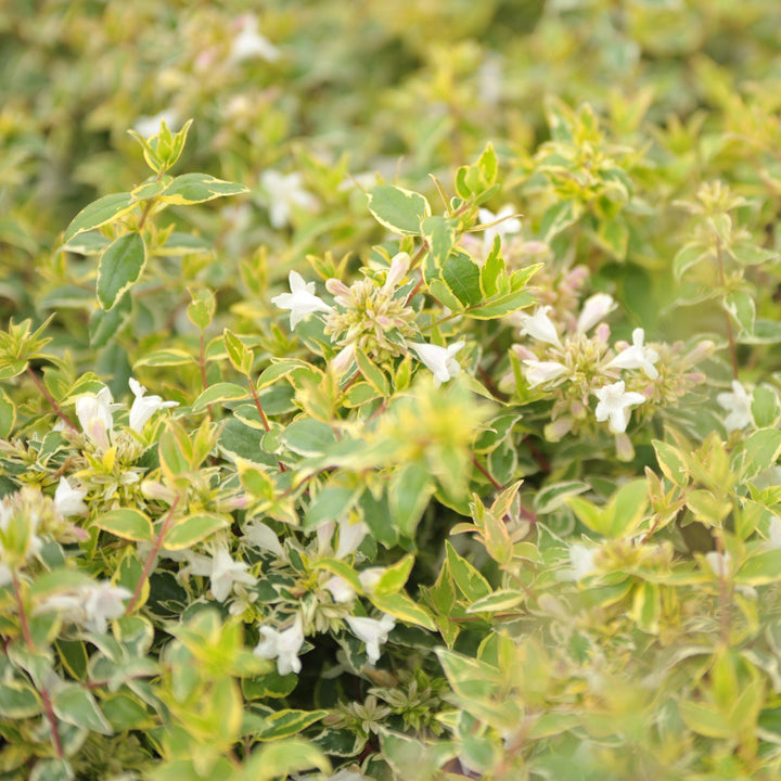 Abelia x grandiflora 'Radiance' ~ Radiance Glossy Abelia