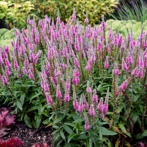Veronica 'Pink Potion' PP 29,681 ~ PW® Magic Show® Pink Potion Veronica
