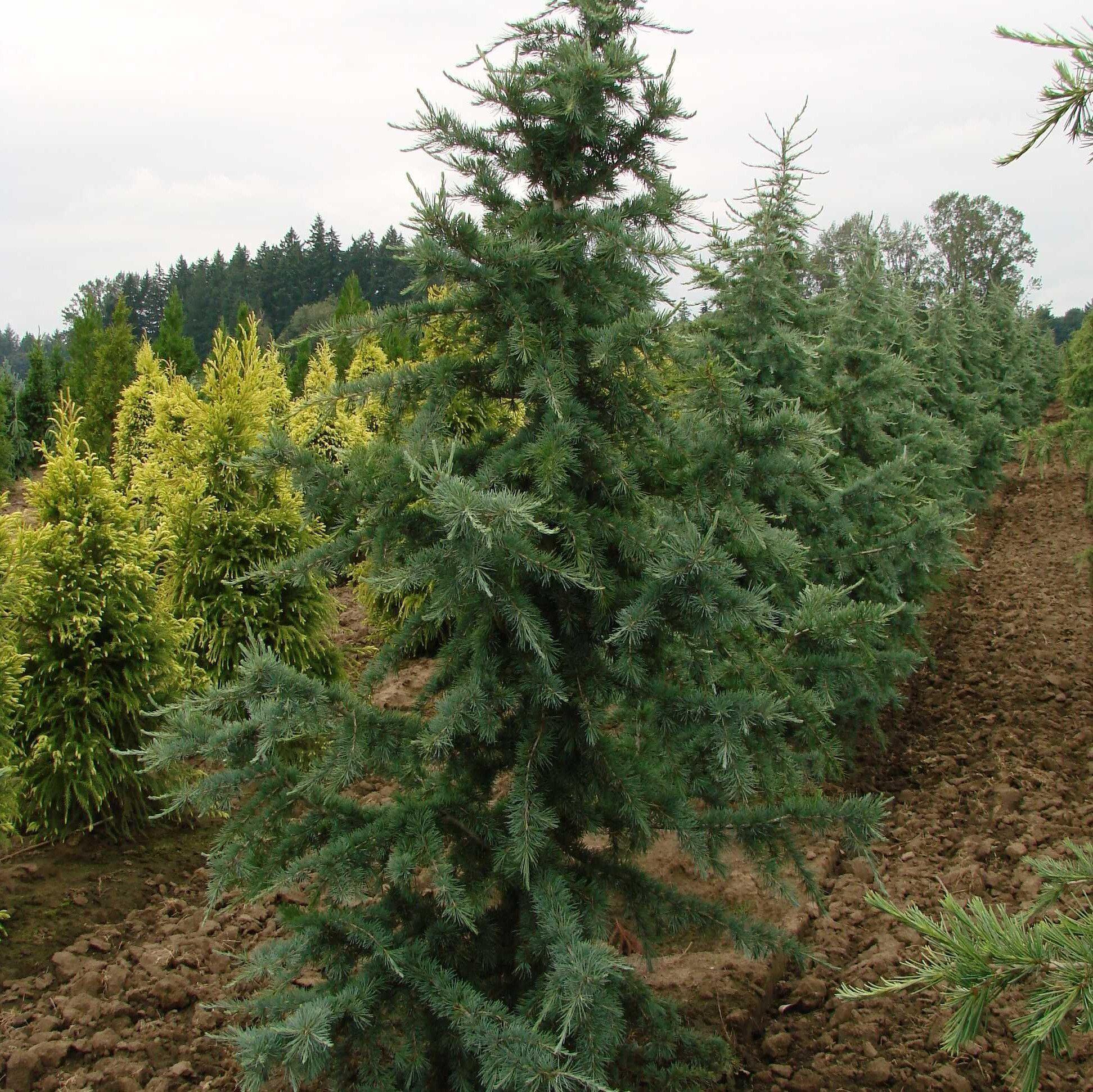 Cedrus deodara 'Karl Fuchs' ~ Karl Fuchs Deodar Cedar, Himalayan