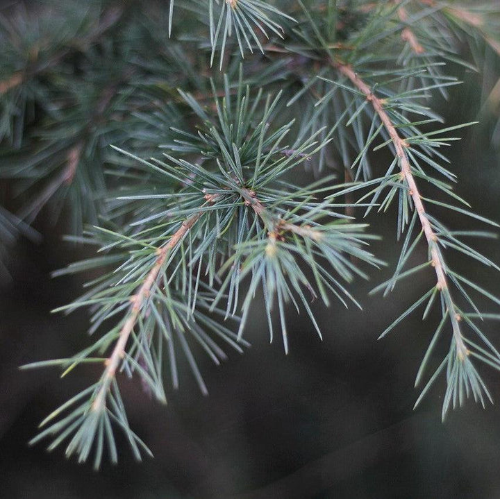 Cedrus deodara 'Feelin' Blue' ~ Feelin' Blue® Deodar Cedar