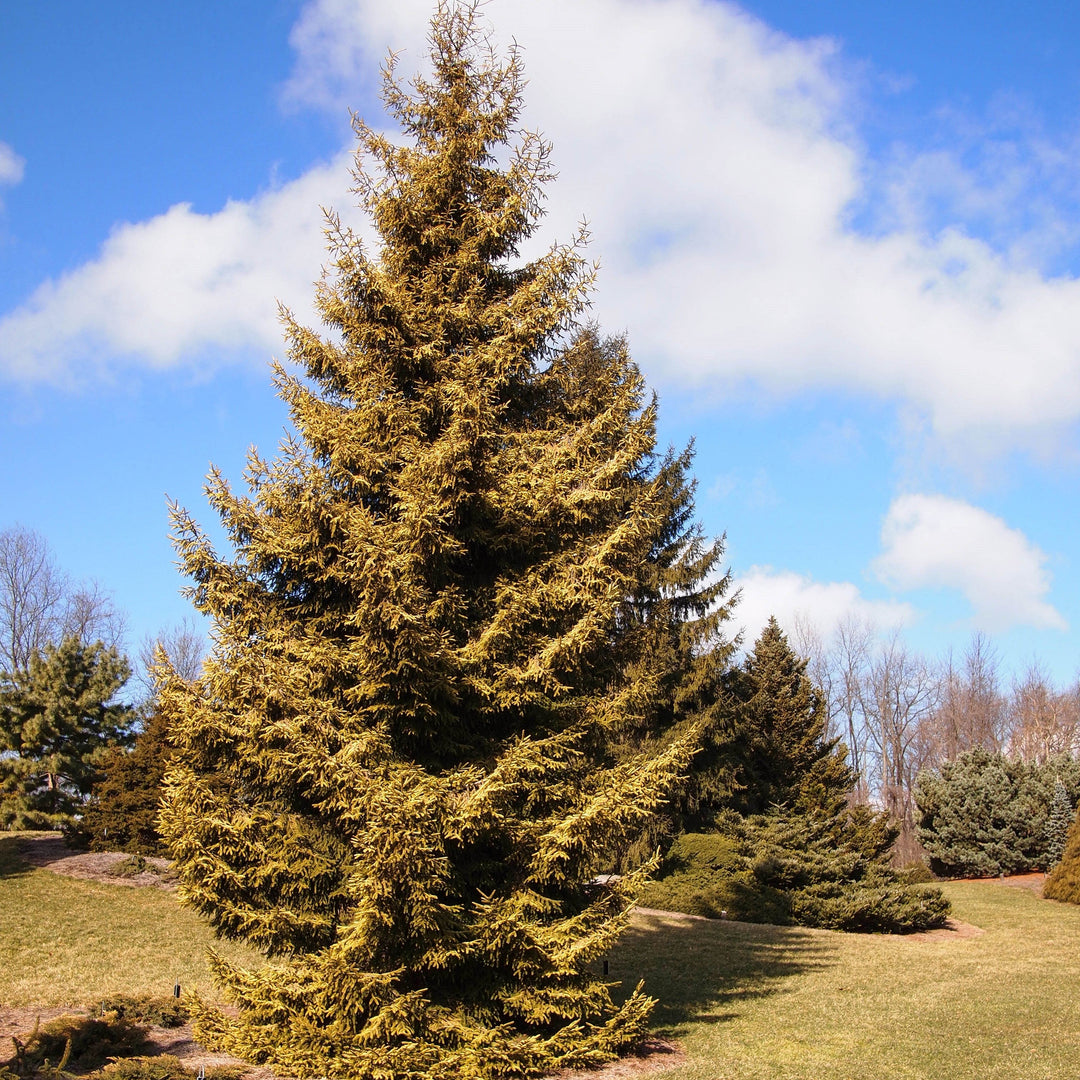 Picea orientalis 'Skylands' ~ Skylands Oriental Spruce