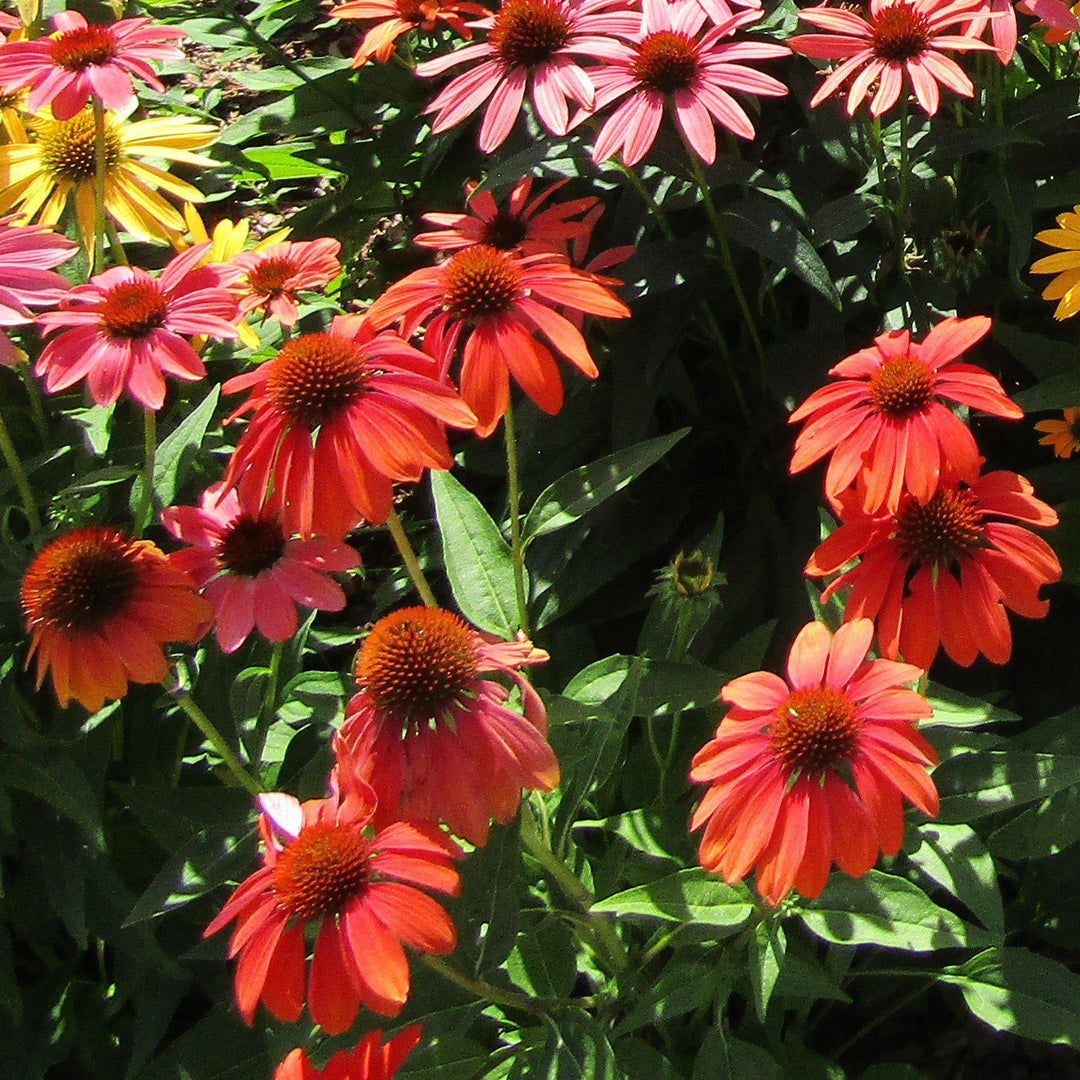 Echinacea 'Orange Skipper' ~ Butterfly™ Orange Skipper Echinacea, Coneflower